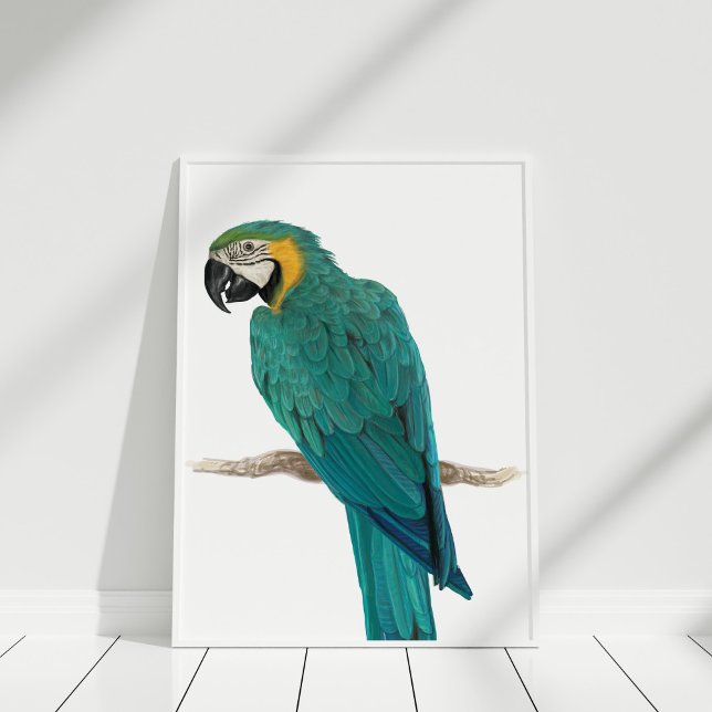Tropical Blue Macaw Hand Drawn Illustration Poster (Tropical Blue Macaw Hand Drawn Illustration Poster in white frame on white wooden floor.)