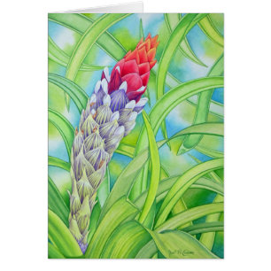 Tropical Bromeliad