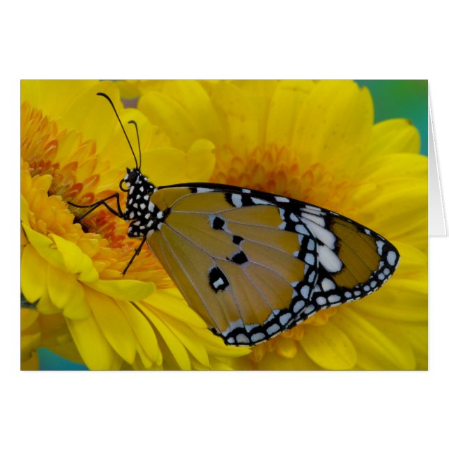 Tropical Butterflies (Front Horizontal)
