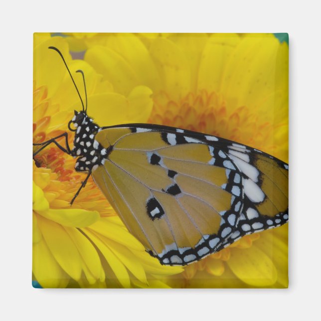 Tropical Butterflies Magnet (Front)