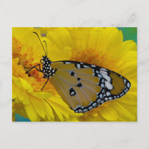 Tropical Butterflies Postcard