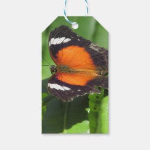 Tropical Butterfly Gift Tags