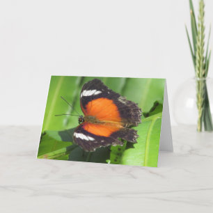 Tropical Butterfly Greeting Card