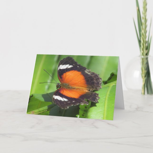 Tropical Butterfly Greeting Card (Front)