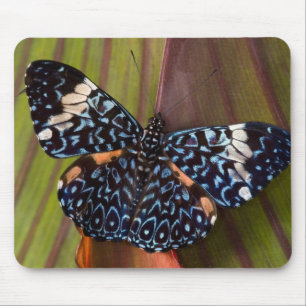 Tropical Butterfly Mouse Pad