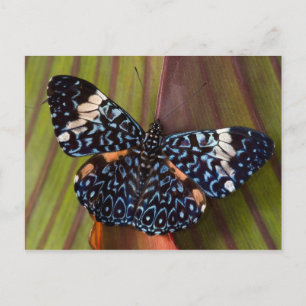 Tropical Butterfly Postcard