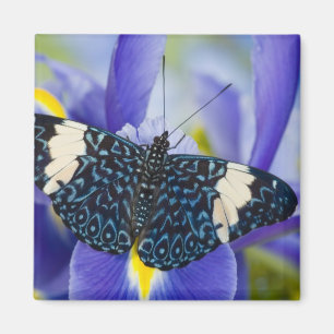 Tropical Butterfly Purple Iris Magnet