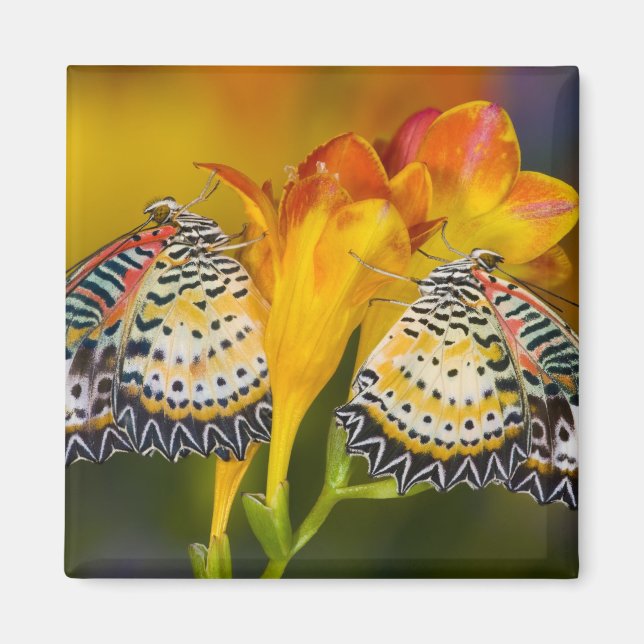 Tropical Butterfly Twins Magnet (Front)