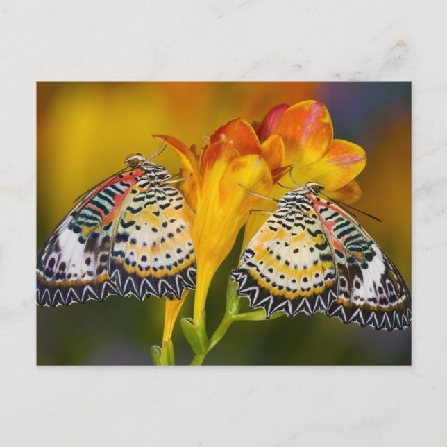 Tropical Butterfly Twins Postcard (Front)