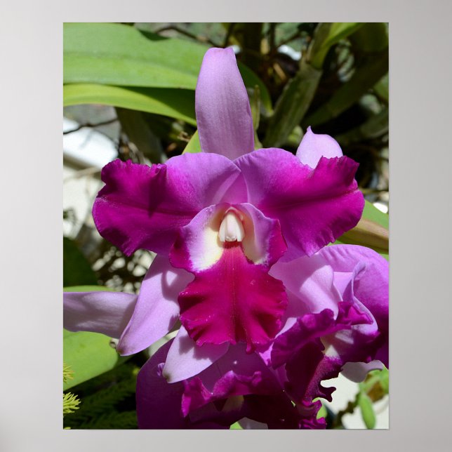 Tropical Cattleya Orchid Flower Poster (Front)