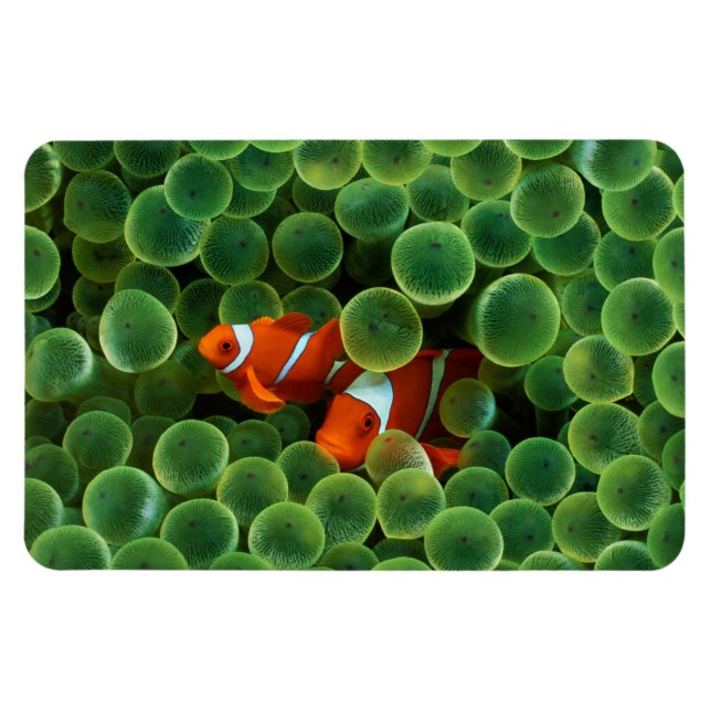 Tropical Clown Fish  Magnet (Horizontal)
