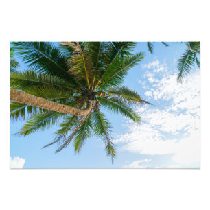 Tropical Coconut Palm Tree Under Blue Sky Photo Print