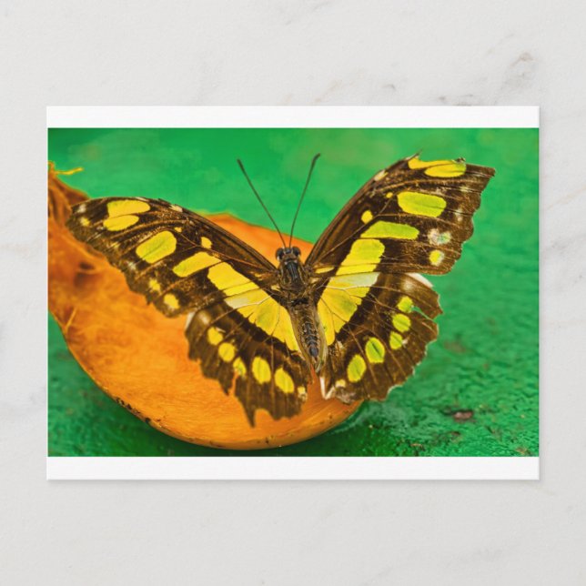 Tropical Colour Postcard (Front)