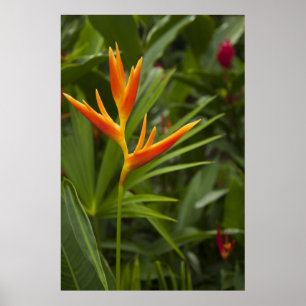 Tropical Colour Poster