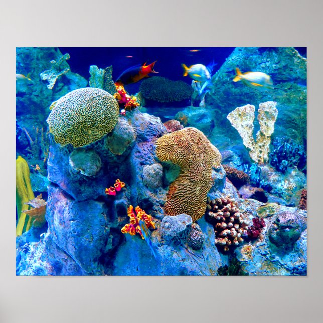 Tropical Colourful Undersea Coral Reef Poster (Front)