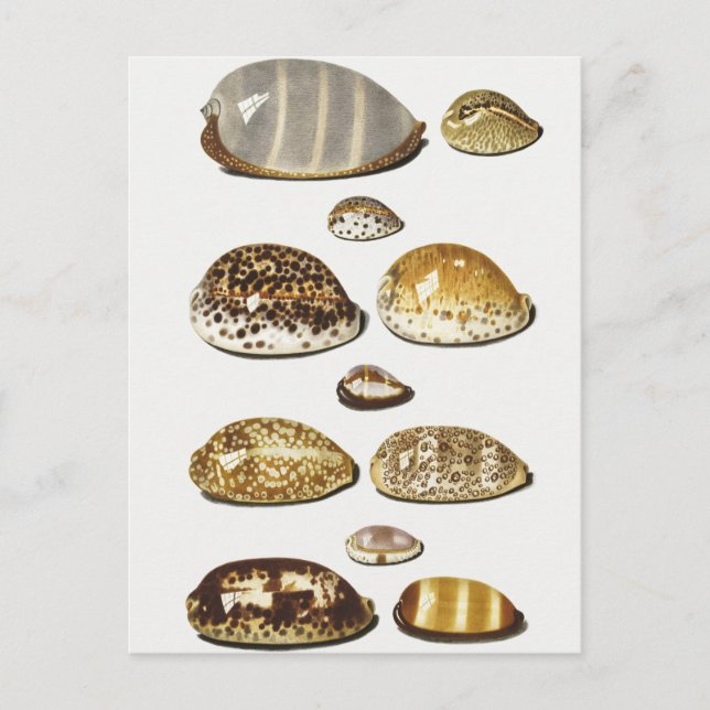 Tropical cowrie shells by Johann Gustav Hoch Postcard (Front)