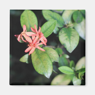 Tropical Exotic Coral Flower, Kew Gardens Magnet