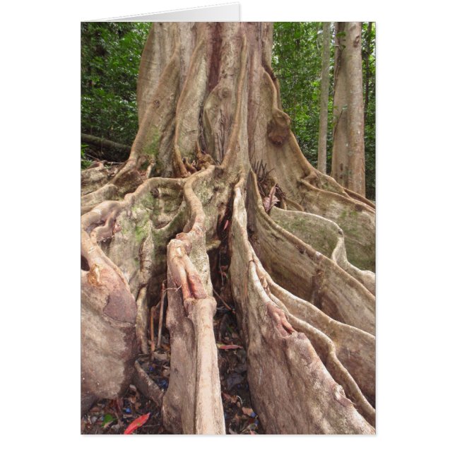 Tropical Fig Tree Roots (Front)