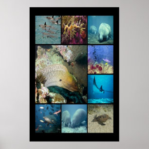 Tropical fish Aquatic life Poster