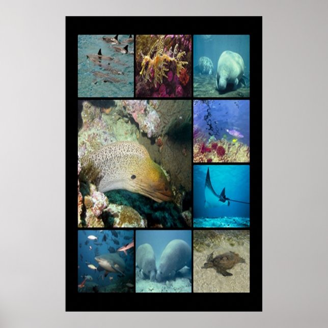 Tropical fish Aquatic life Poster (Front)