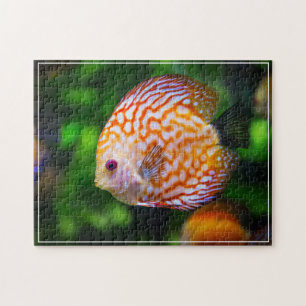 Tropical Fish Game Puzzle