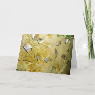 "Tropical Fish" Get Well Card