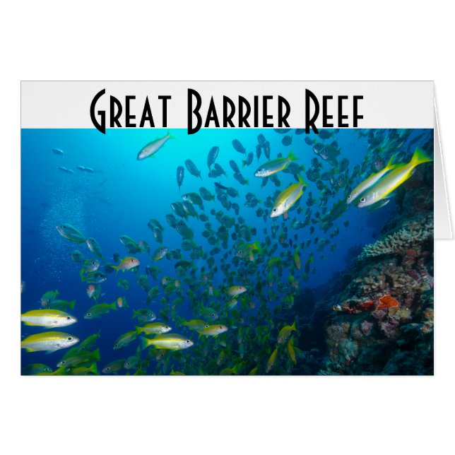 Tropical Fish Great Barrier Reef Coral Sea (Front Horizontal)