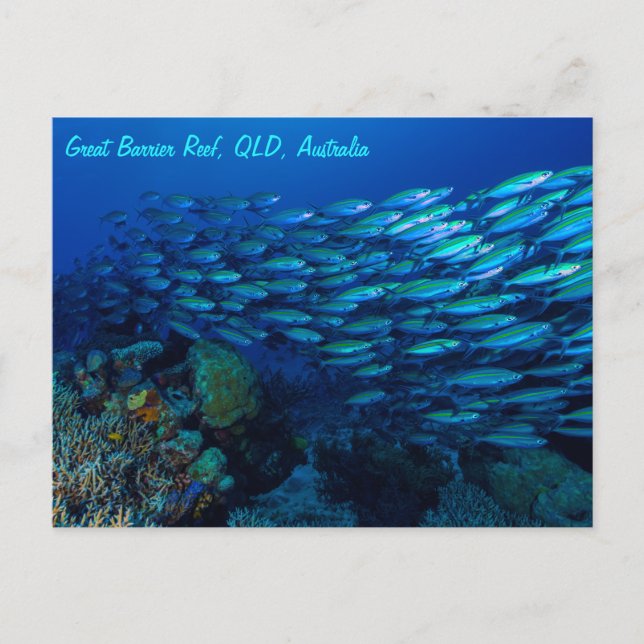 Tropical Fish Great Barrier Reef Coral Sea Postcard (Front)
