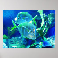 Tropical Fish in Beautiful Blues and Greens