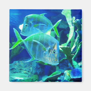 Tropical Fish in Blue Magnet