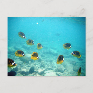 Tropical Fish in Hawaii Postcard
