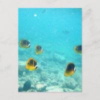 Tropical Fish in Hawaii