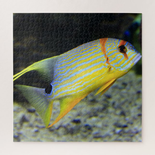 Tropical Fish Jigsaw Puzzle (Vertical)