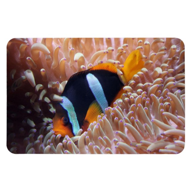 Tropical Fish Magnet (Horizontal)