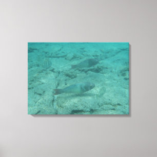 Tropical fish on coral underwater Hawaii canvas Print