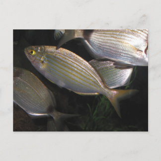 tropical fish postcard