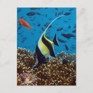 Tropical fish  postcard