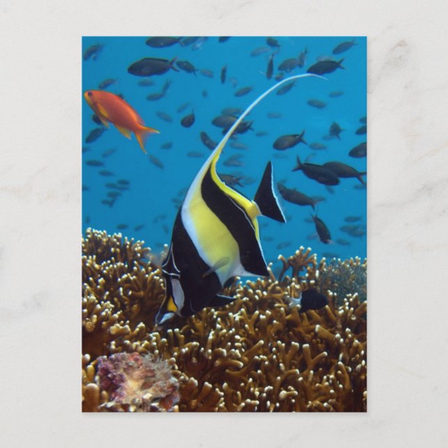 Tropical fish  postcard (Front)