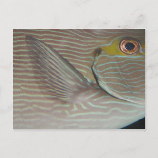 tropical fish postcard