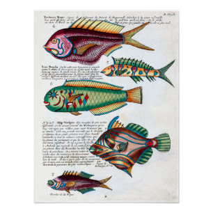 Tropical Fish Poster