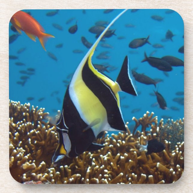 Tropical fish print gifts coaster (Front)