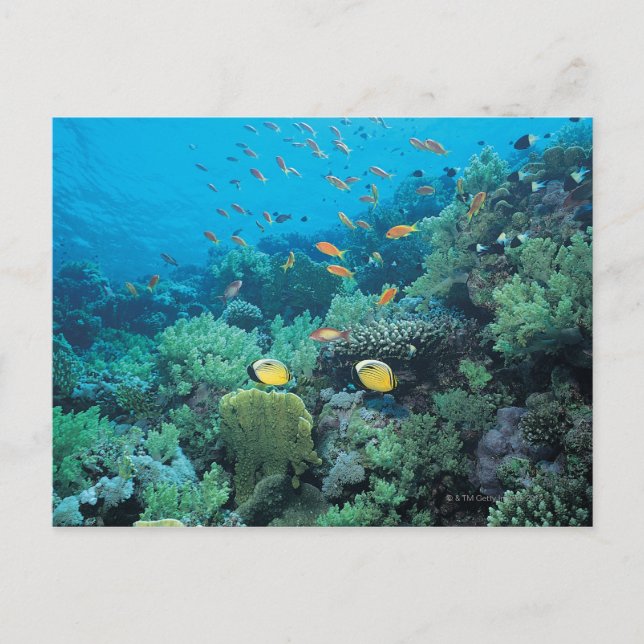Tropical fish swimming over reef postcard (Front)