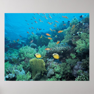 Tropical fish swimming over reef poster
