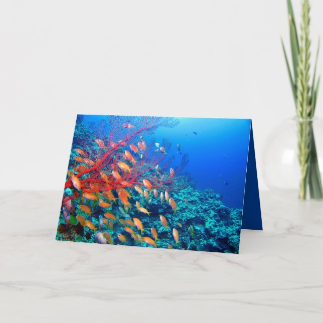 Tropical Fish Undersea Coral Reef Card (Front)