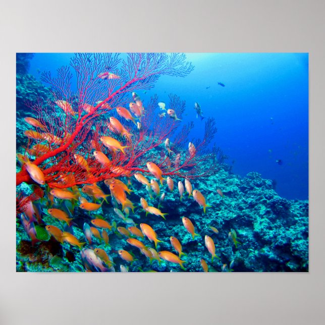 Tropical Fish Undersea Coral Reef Poster (Front)
