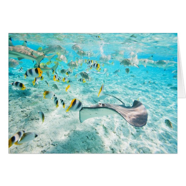 Tropical fishes (Front Horizontal)