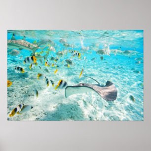 Tropical fishes poster