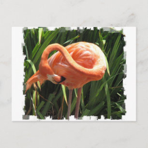 Tropical Flamingo Postcard