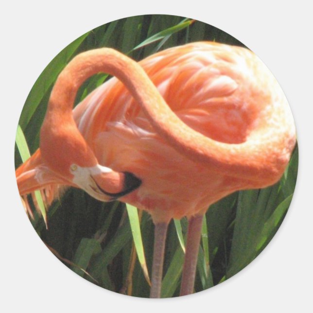 Tropical Flamingo Sticker (Front)