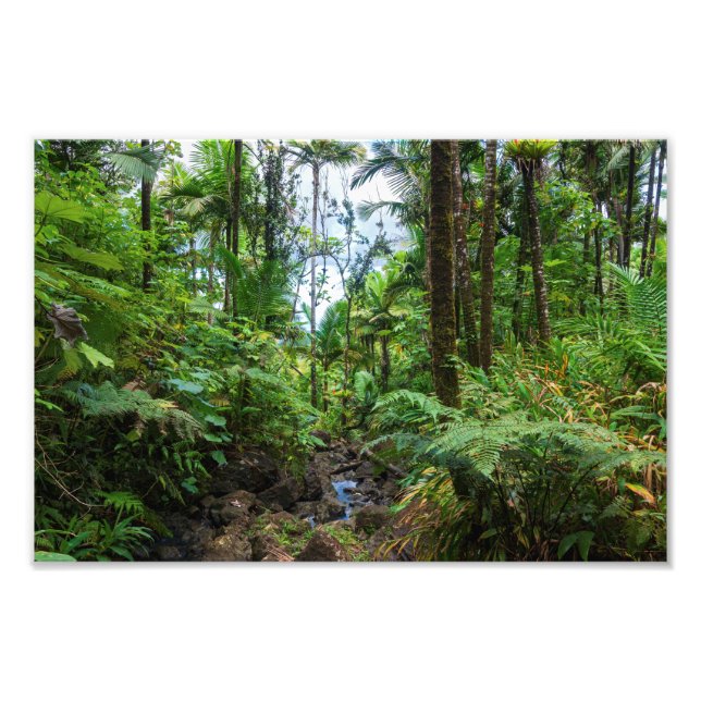 Tropical flora of el yunque rainforest photo print (Front)